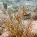 Porous Sea Rod - Photo (c) Neil DeMaster, some rights reserved (CC BY-NC), uploaded by Neil DeMaster