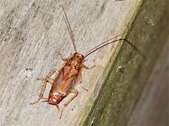 Parellipsidion latipenne