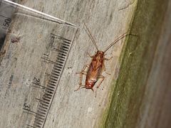 Parellipsidion latipenne