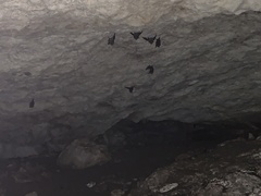 Emballonuridae