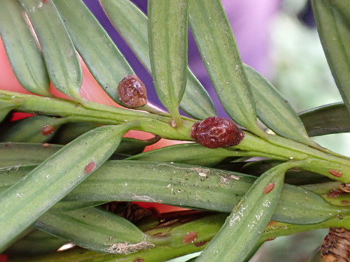 Yew Scale