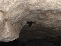 Emballonuridae