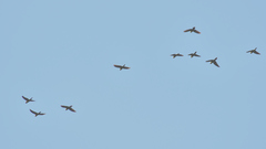 Rhynchopsitta terrisi