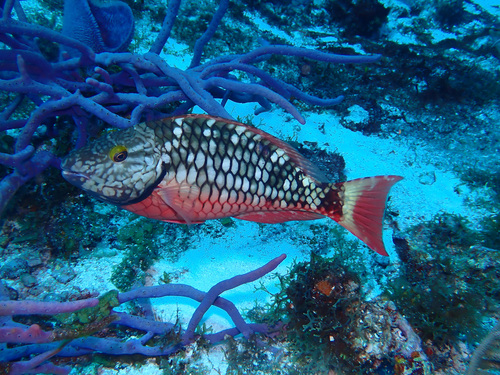 Stoplight Parrotfish