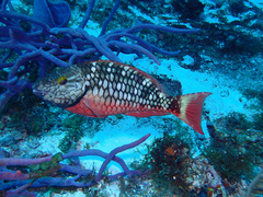 Stoplight Parrotfish