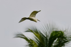Egretta garzetta