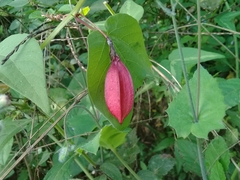 Passiflora cisnana