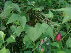 Passiflora cisnana