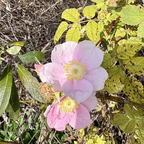 iNaturalist observation photo of California Wild Rose