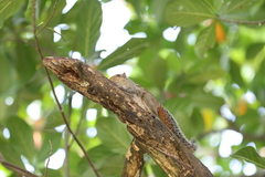 Funambulus tristriatus