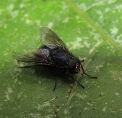 Calliphoroides antennatis