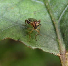 Canthyloscelis antennata