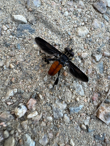 Unknown species found near Lewisville, TX, US