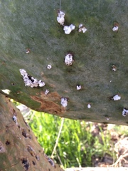 Dactylopius confusus