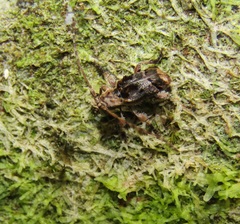 Hybolasius crista