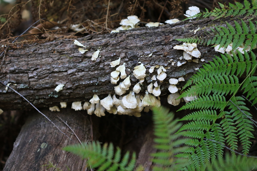 Trichaptum biforme · October 2025 · photo: © sofiazed1 (iNaturalist, cc-by)