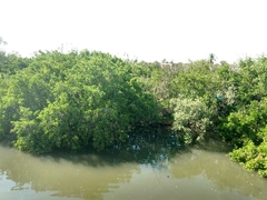 Conocarpus erectus