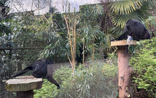 Northern Yellow-cheeked Crested Gibbon