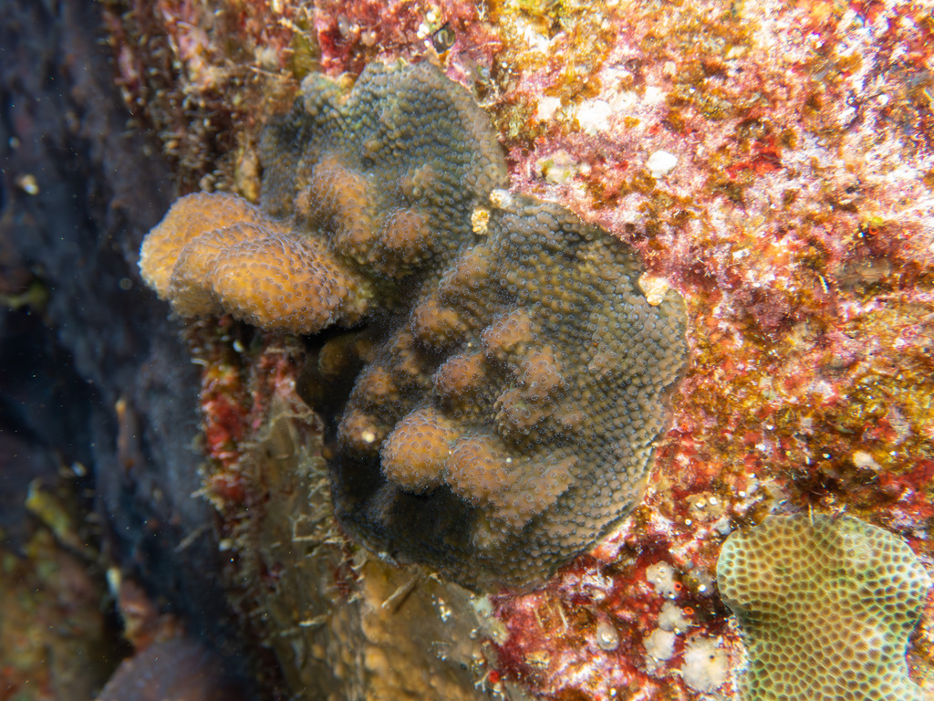 Stylophora mamillata