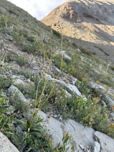 edible valerian (Valeriana edulis)