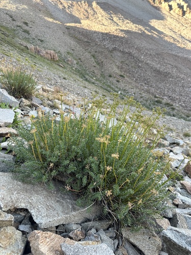 Henderson's Wavewing (Cymopterus hendersonii)