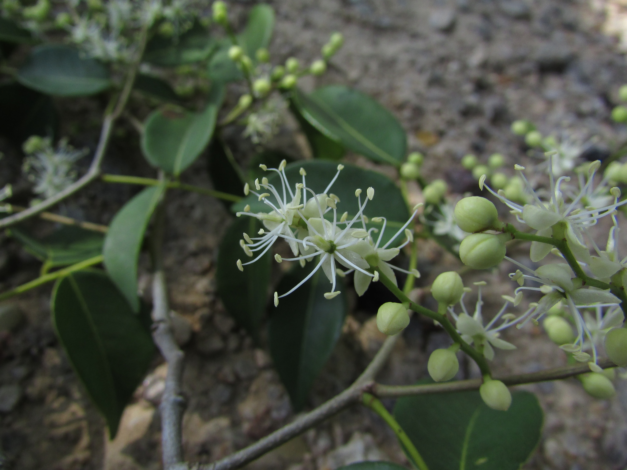 Copaifera