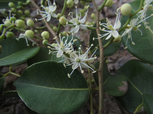 Copaifera arenicola