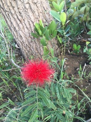 Calliandra dysantha