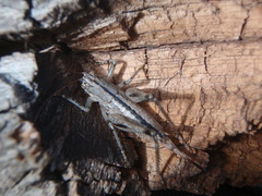 Ateloplus