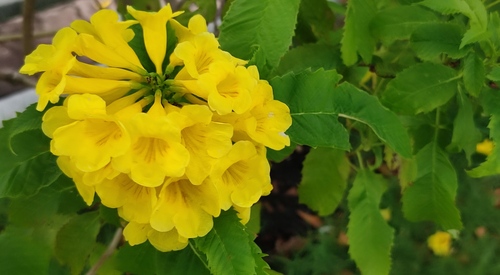 yellow trumpet flower