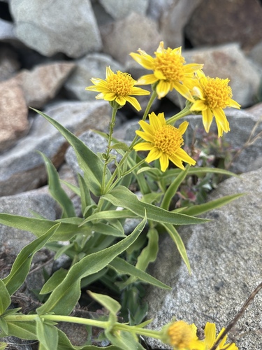 hairy arnica (Arnica mollis)