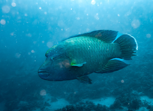 Napoleon Wrasse — seen at this dive site