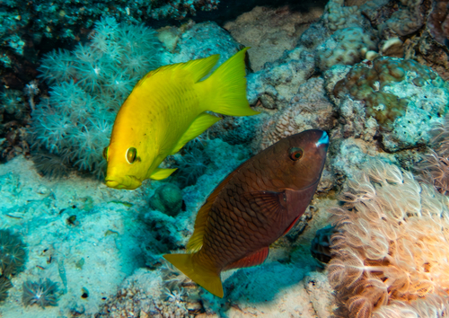 Slingjaw Wrasse — seen at this dive site