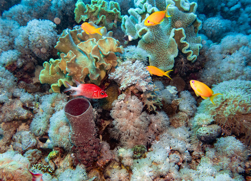 Tailspot Squirrelfish — seen at this dive site