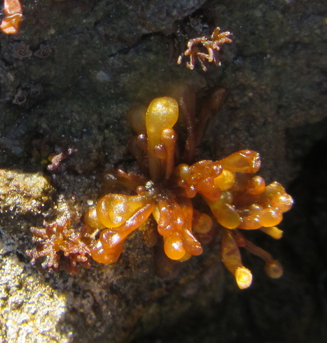 Catenellopsis oligarthra, 2017-01-02