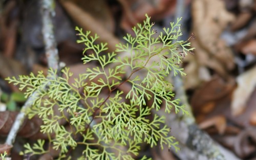 Odontosoria gymnogrammoides image