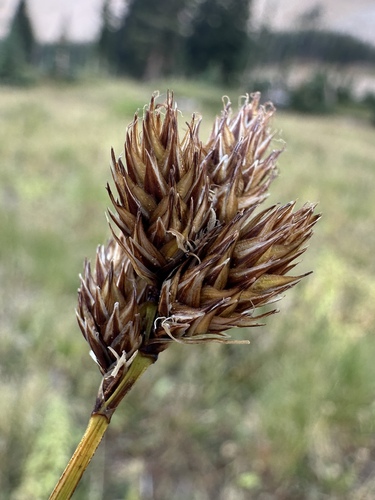Eggleston's Sedge (Carex egglestonii)