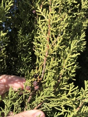 Juniperus pinchotii