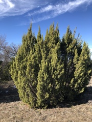 Juniperus pinchotii