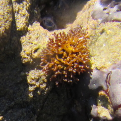 Nothogenia pulvinata