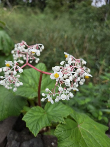Begonia reniformis observed 2025-12-10