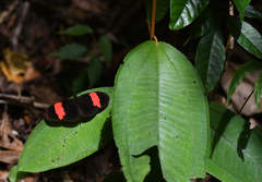 Heliconius erato