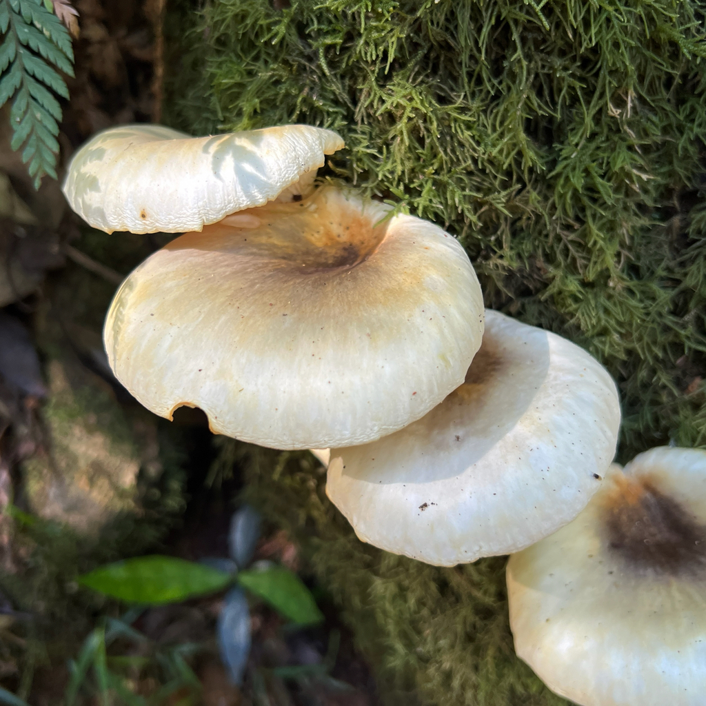 Omphalotus nidiformis · December 2025 · photo: © douch (iNaturalist, cc-by-sa)