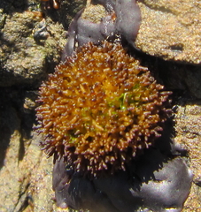 Nothogenia pulvinata