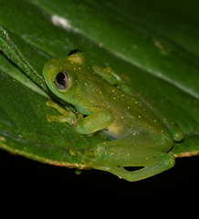 Rulyrana flavopunctata