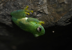 Rulyrana flavopunctata