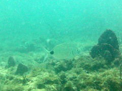 Diplodus holbrookii