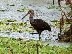 Aramus guarauna