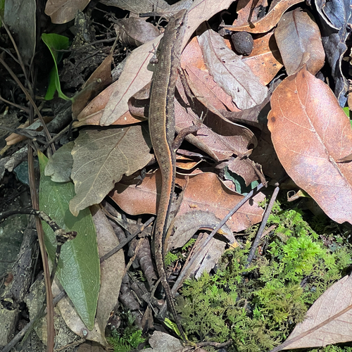 Border Ranges Shadeskink, Saproscincus challengeri