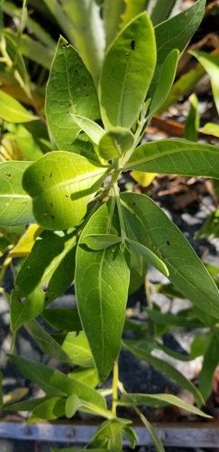 Conocarpus erectus - Whole tree